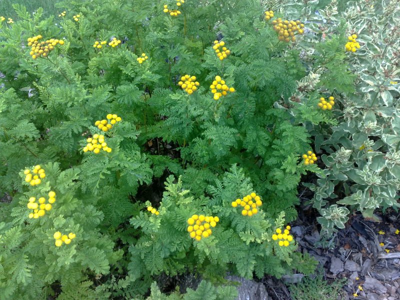 Tanacetum vulgare 'Crispum'